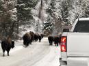 Bison on northern Yellowstone roads. [Reve Susan Carberry, KX4LZ, photo]